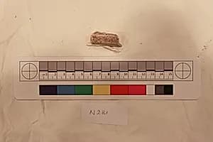 Stucco Fragment by Unknown Artist