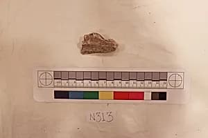 Stucco Fragment by Unknown Artist