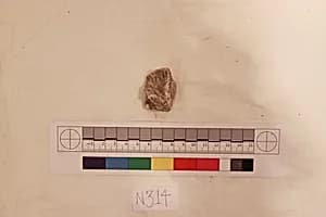 Stucco Fragment by Unknown Artist