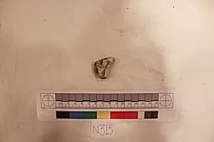 Stucco Fragment by Unknown Artist