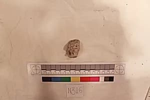 Stucco Fragment by Unknown Artist