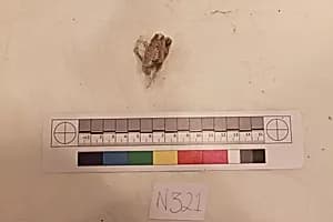 Stucco Fragment by Unknown Artist