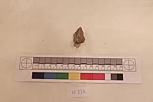 Stucco Fragment by Unknown Artist