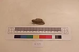 Stucco Fragment by Unknown Artist