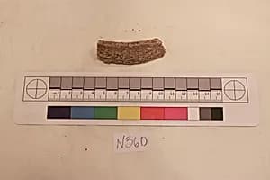 Stucco Fragment by Unknown Artist