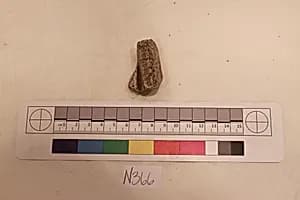 Stucco Fragment by Unknown Artist