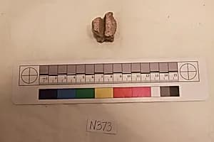 Stucco Fragment by Unknown Artist