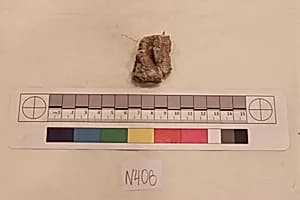 Stucco Fragment by Unknown Artist
