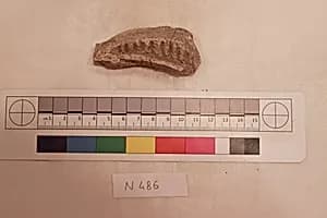 Stucco Fragment by Unknown Artist