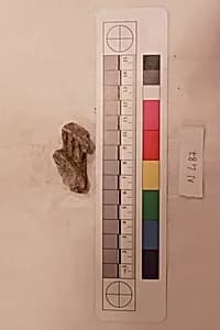 Stucco Fragment by Unknown Artist