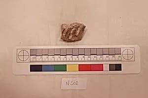 Stucco Fragment by Unknown Artist