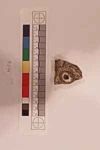 Stucco Fragment by Unknown Artist