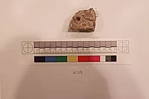Stucco Fragment by Unknown Artist