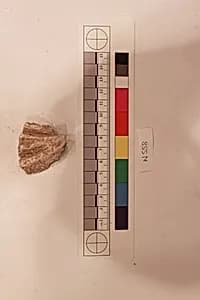 Stucco Fragment by Unknown Artist