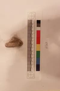 Stucco Fragment by Unknown Artist