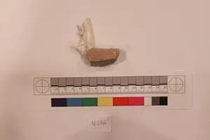 Stucco Fragment by Unknown Artist