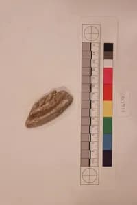 Stucco Fragment by Unknown Artist