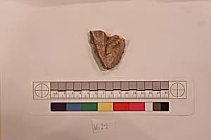 Stucco Fragment by Unknown Artist