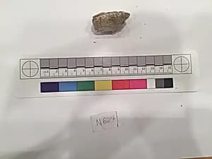 Stucco Fragment by Unknown Artist