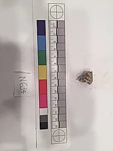 Stucco Fragment by Unknown Artist