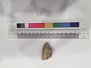 Stucco Fragment by Unknown Artist