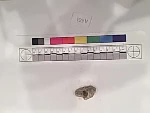 Stucco Fragment by Unknown Artist