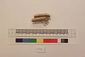 Stucco Fragment by Unknown Artist