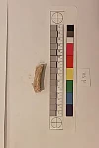 Stucco Fragment by Unknown Artist