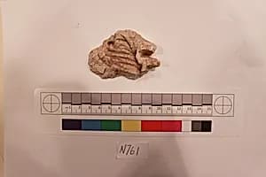 Stucco Fragment by Unknown Artist