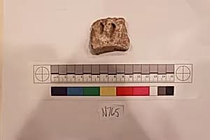 Stucco Fragment by Unknown Artist
