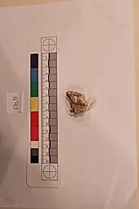 Stucco Fragment by Unknown Artist