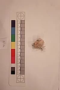 Stucco Fragment by Unknown Artist
