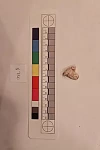 Stucco Fragment by Unknown Artist