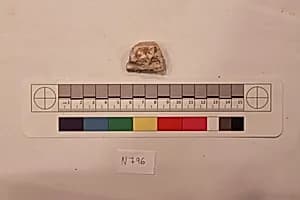 Stucco Fragment by Unknown Artist