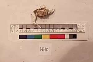 Stucco Fragment by Unknown Artist