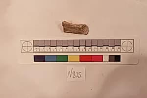 Stucco Fragment by Unknown Artist