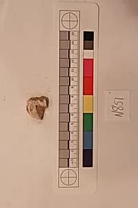 Stucco Fragment by Unknown Artist