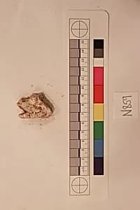 Stucco Fragment by Unknown Artist