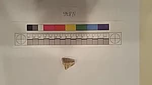 Stucco Fragment by Unknown Artist