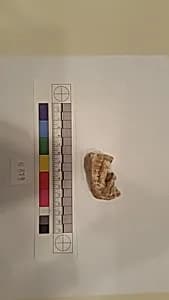 Stucco Fragment by Unknown Artist