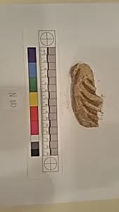 Stucco Fragment by Unknown Artist