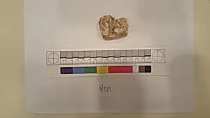 Stucco Fragment by Unknown Artist