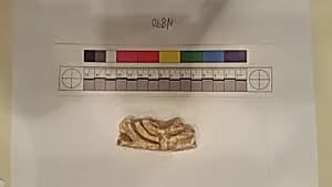Stucco Fragment by Unknown Artist
