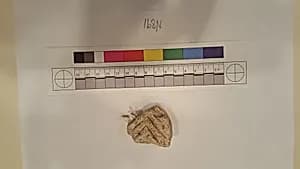 Stucco Fragment by Unknown Artist