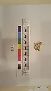 Stucco Fragment by Unknown Artist