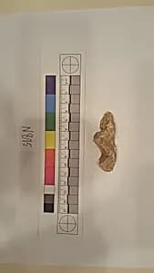 Stucco Fragment by Unknown Artist