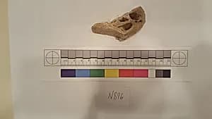 Stucco Fragment by Unknown Artist