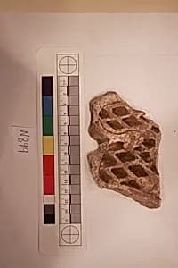 Stucco Fragment by Unknown Artist