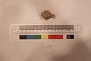 Stucco Fragment by Unknown Artist