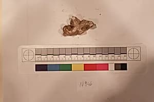 Stucco Fragment by Unknown Artist